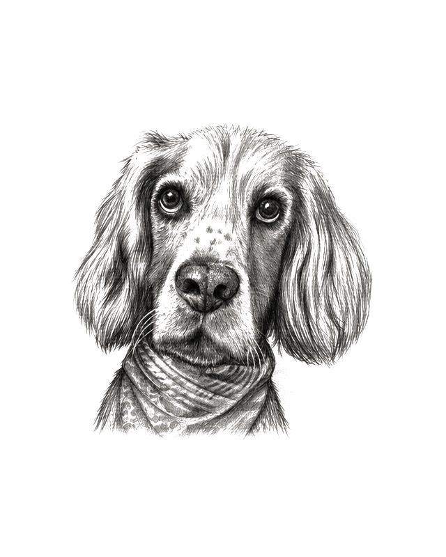Graphite portrait of Jasper, a spaniel wearing a bandana